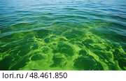 eutrophication blue green algae ai generated. Стоковое AI-изображение, AI-художник Vectorwin / Фотобанк Лори
