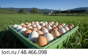 pasture production eggs production ai generated. Стоковое AI-изображение, AI-художник Vectorwin / Фотобанк Лори
