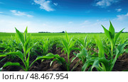 growth nitrogen in soil ai generated. Стоковое AI-изображение, AI-художник Vectorwin / Фотобанк Лори