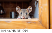 festation mice in house ai generated. Стоковое AI-изображение, AI-художник Vectorwin / Фотобанк Лори