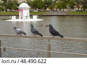 Голуби шагают по перилам. Лебединое озеро. Астрахань. Стоковое фото, фотограф Дмитрий Николаев / Фотобанк Лори