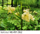 Рябчик императорский (лат. Fritillaria imperialis) желтый на клумбе в парке на Елагином острове в Санкт-Петербурге (2021 год). Стоковое фото, фотограф Елена Яворская / Фотобанк Лори