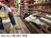 Goats and sheep on the farm. Стоковое фото, фотограф Юлия Бабкина / Фотобанк Лори