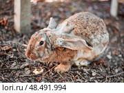 Gray domestic rabbit sits on the ground huddled. Growing pets. Стоковое фото, фотограф Коханова Наталья / Фотобанк Лори