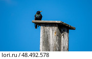 Black Starling on a Bird Tree on the Background of a Blue Ngeba. Стоковое фото, фотограф Igor Skripachev / Фотобанк Лори