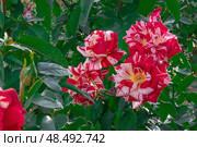 Floribunda rose with variegated pink petals with white dashes. Rose variety Ottavio Missoni, Satin. Стоковое фото, фотограф Оксана Медведева / Фотобанк Лори