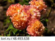 Яркая, оранжевая, кустовая роза Эбрехем Дэрби (Abraham Darby) Стоковое фото, фотограф Татьяна Новикова / Фотобанк Лори
