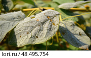 fungal soybean leaf ai generated. Стоковое AI-изображение, AI-художник Vectorwin / Фотобанк Лори