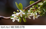pollination mistletoe plant ai generated. Стоковое AI-изображение, AI-художник Vectorwin / Фотобанк Лори