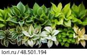 shade hosta plant ai generated. Стоковое AI-изображение, AI-художник Vectorwin / Фотобанк Лори
