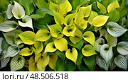 leaf hosta plant ai generated. Стоковое AI-изображение, AI-художник Vectorwin / Фотобанк Лори
