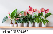 monstera tropical house plants ai generated. Стоковое AI-изображение, AI-художник Vectorwin / Фотобанк Лори