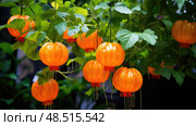 vibrant chinese lantern plant ai generated. Стоковое AI-изображение, AI-художник Vectorwin / Фотобанк Лори