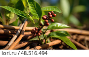 spice cinnamon plant ai generated. Стоковое AI-изображение, AI-художник Vectorwin / Фотобанк Лори
