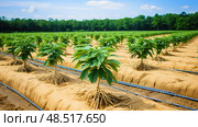 herbal ginseng plant ai generated. Стоковое AI-изображение, AI-художник Vectorwin / Фотобанк Лори