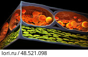 lignin cell wall ai generated. Стоковое AI-изображение, AI-художник Vectorwin / Фотобанк Лори
