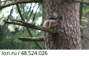 Белка линяет после зимы. Май. The squirrel moults after winter. May. Стоковое видео, видеограф Горшков Александр / Фотобанк Лори