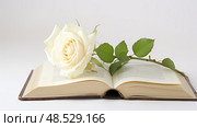 jesus bible on white background ai generated. Стоковое AI-изображение, AI-художник Vectorwin / Фотобанк Лори