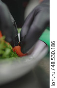 Professional chef handling fresh salmon, arranging arugula on pristine white plate, crafting gourmet seafood creation with precision. Стоковое видео, видеограф Данил Руденко / Фотобанк Лори