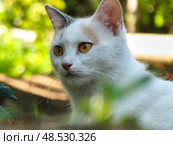 Внимательный кот. Стоковое фото, фотограф Ольга Нагорная / Фотобанк Лори