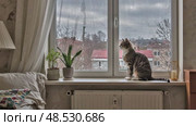 Оконный пейзаж с кошкой. Стоковая анимация, аниматор Лара Богданова / Фотобанк Лори