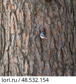 A nuthatch bird on a pine tree trunk in winter. Стоковое фото, фотограф Сергей Фролов / Фотобанк Лори