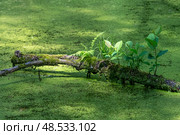 Коряга в болоте. Стоковое фото, фотограф Алексей Стрельцов / Фотобанк Лори