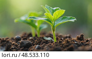 A close-up of a plant growing from recycled materials, showcasing the concept of reusing resources and sustainable growth. Стоковое AI-видео, аниматор Sergey Grishin / Фотобанк Лори