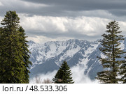Пихты и Горы. Стоковое фото, фотограф Алексей Стрельцов / Фотобанк Лори