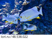 Three sailfin snappers swimming together inside a vibrant coral reef aquarium with strong lighting. Стоковое фото, фотограф Татьяна Терехина / Фотобанк Лори