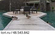 Two Mallard drakes are walking on the boardwalk by the swimming pool, the third is swimming in the water. There are wicker chairs with cushions and a round table on the terrace. A stone wall. Стоковое фото, фотограф Вера Ивановна Кубарева / Фотобанк Лори
