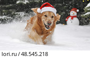 santahat golden retriever christmas ai generated. Стоковое AI-изображение, AI-художник Vectorwin / Фотобанк Лори