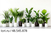 foliage potted plants on white ai generated. Стоковое AI-изображение, AI-художник Vectorwin / Фотобанк Лори