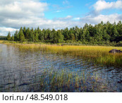 Желтеющий камыш вдоль берега озера Елеярви. Карелия. Стоковое фото, фотограф Жигалов Евгений Павлович / Фотобанк Лори
