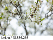 Шмель на цветах сливового дерева, опыление. Стоковое фото, фотограф Краснова Ирина / Фотобанк Лори