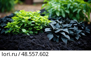 plants black mulch ai generated. Стоковое AI-изображение, AI-художник Vectorwin / Фотобанк Лори