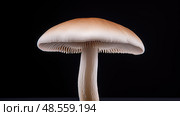 agaricus top champignon mushroom ai generated. Стоковое AI-изображение, AI-художник Vectorwin / Фотобанк Лори
