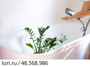 A woman in an apron washes Zamioculcas zamiifolia houseplant from the shower in the bathroom. Care of potted plants, watering, dusting, humidification. Стоковое фото, фотограф Ольга Симонова / Фотобанк Лори