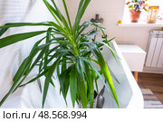 Yucca dracaena houseplant it stands in bathroom for washing. Care of potted plants, watering, dusting, humidification. Стоковое фото, фотограф Ольга Симонова / Фотобанк Лори