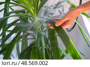 Yucca dracaena houseplant it stands under water jets in bathroom for washing. Care of potted plants, watering, dusting, humidification. Стоковое фото, фотограф Ольга Симонова / Фотобанк Лори