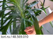 Yucca dracaena houseplant it stands under water jets in bathroom for washing. Care of potted plants, watering, dusting, humidification. Стоковое фото, фотограф Ольга Симонова / Фотобанк Лори