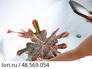 Croton Codium houseplant it stands in bathroom for washing. Care of potted plants, watering, dusting, humidification. Стоковое фото, фотограф Ольга Симонова / Фотобанк Лори