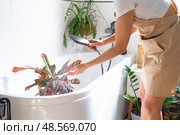A woman in an apron washes the Croton Codium houseplant from the shower in the bathroom. Care of potted plants, watering, dusting, humidification. Стоковое фото, фотограф Ольга Симонова / Фотобанк Лори
