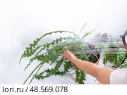 A woman in an apron washes the Epiphyllum angulier houseplant from the shower in the bathroom. Care of potted plants, watering, dusting, humidification. Стоковое фото, фотограф Ольга Симонова / Фотобанк Лори