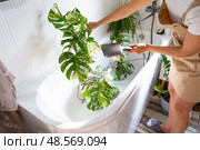 A woman in an apron washes the Monstera Alba variegata houseplant from the shower in the bathroom. Care of potted plants, watering, dusting, humidification. Стоковое фото, фотограф Ольга Симонова / Фотобанк Лори