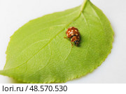 Ladybug on a green leaf close-up. Стоковое фото, фотограф Юрий Бизгаймер / Фотобанк Лори