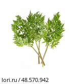 Delicate bunch of chervil (Anthriscus cerefolium) sprig Isolated on white background, cutout ready. Стоковое фото, фотограф Елена  Попкова / Фотобанк Лори