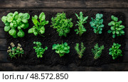 Fresh Herbs and Greens Planted in Earth: Cultivating Flavor for Cooking and Healthy Eating. Стоковое AI-изображение, AI-художник Данила Большаков / Фотобанк Лори