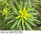 Mediterranean spurge or Albanian spurge (lat.- Euphorbia characias) Стоковое фото, фотограф Irina Opachevsky / Фотобанк Лори