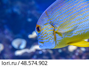 Sailfin snapper fish with blue lines and yellow fins swimming in a coral reef aquarium in Singapore. Стоковое фото, фотограф Татьяна Терехина / Фотобанк Лори